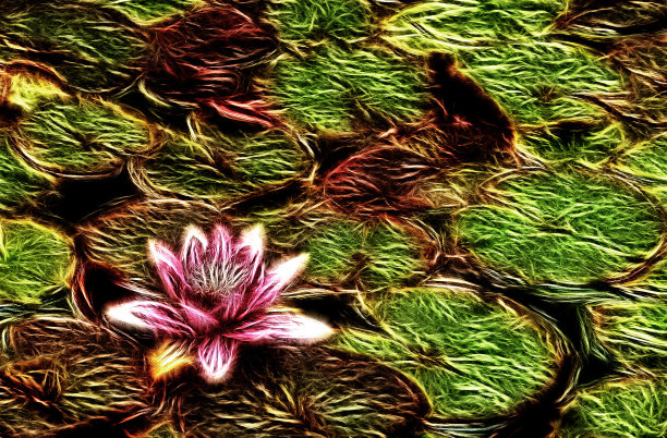 精致的池塘莉莉图片下载