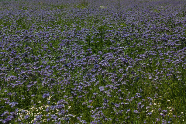 坦西·图片下载