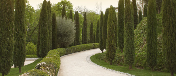 城市公园里的柏树和人行道图片下载