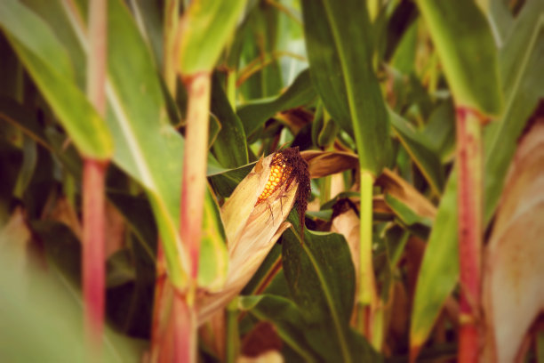 田里的玉米图片下载