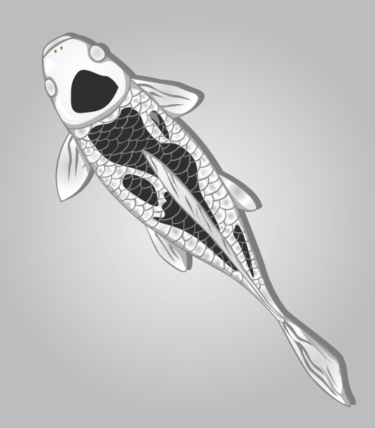 锦鲤鱼。矢量设计图片下载