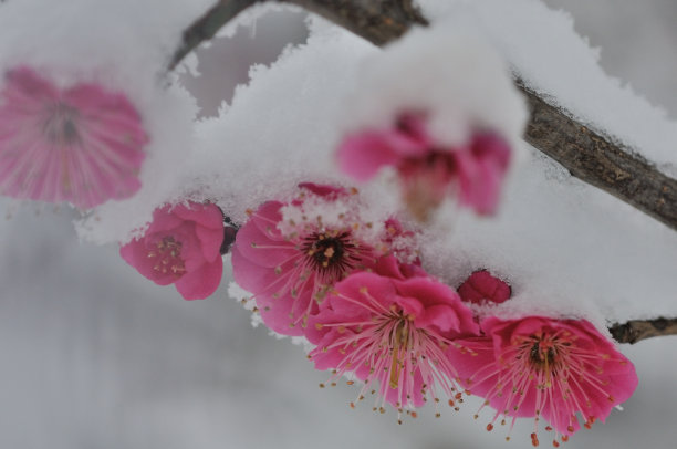日本的梅花图片下载
