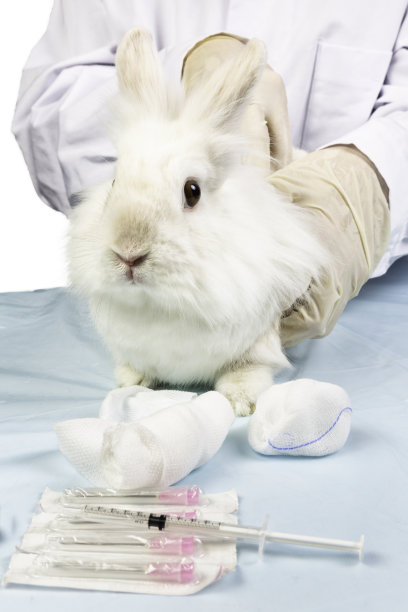 兔子会被兽医摸走图片下载