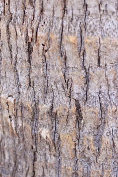 木头的纹理图片下载