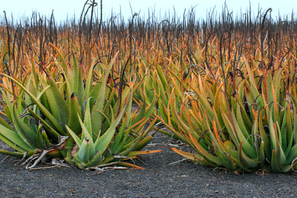 西班牙兰萨罗特，加那利群岛，芦荟田图片下载