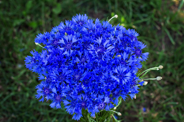 束矢车菊图片下载