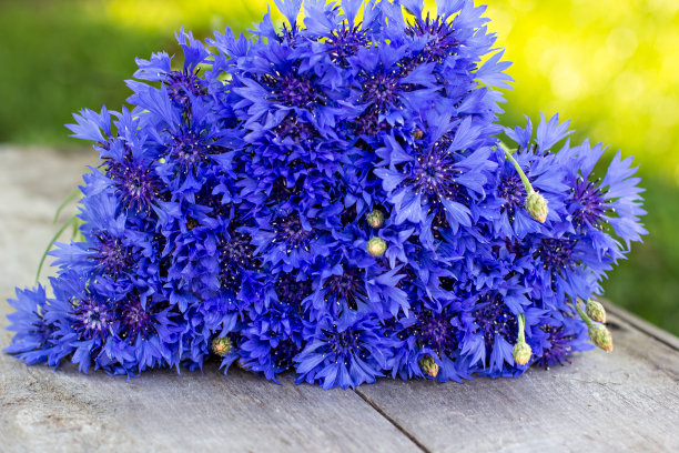 束矢车菊图片下载