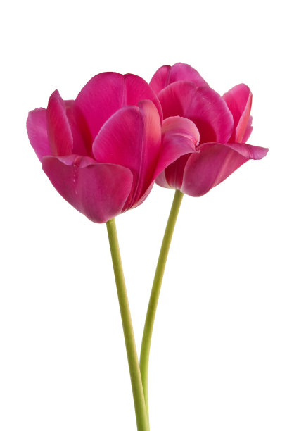 粉色郁金香图片下载