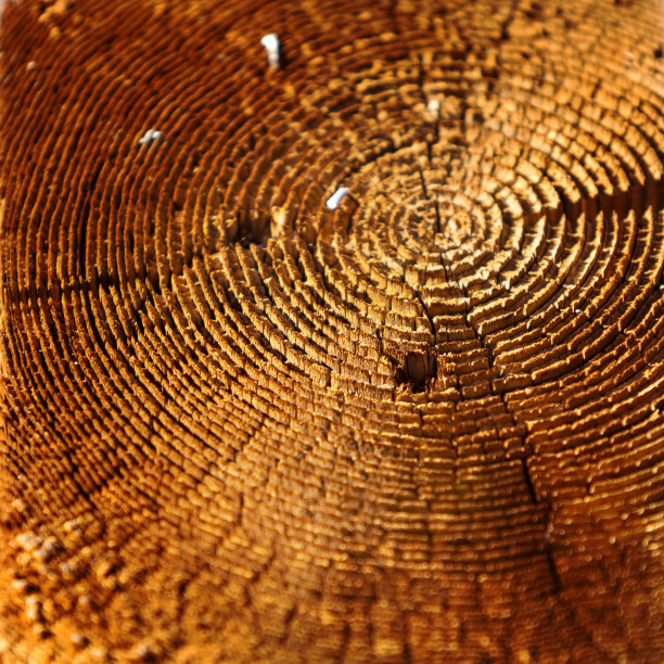 粗糙部分的风化松木图片下载