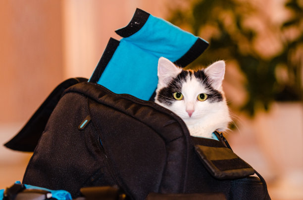 猫坐在袋子里图片下载