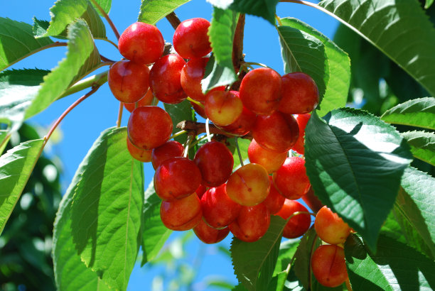 光荣的樱桃图片下载