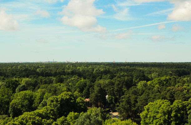 森林俯瞰图片下载