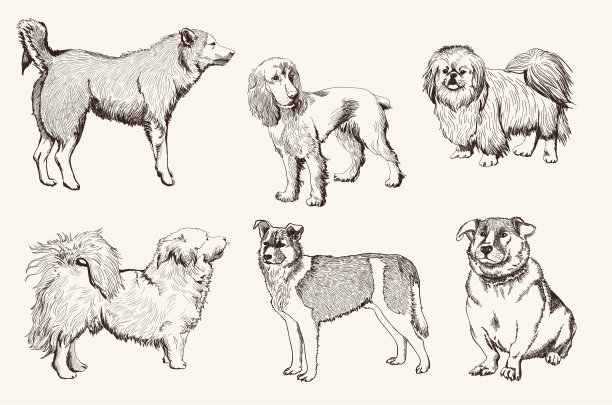 家里的宠物狗图片下载