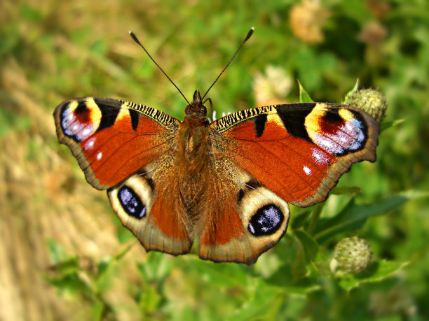 孔雀蝶图片下载
