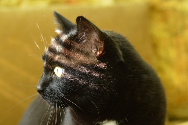 黑猫，头顶百叶的阴影图片下载