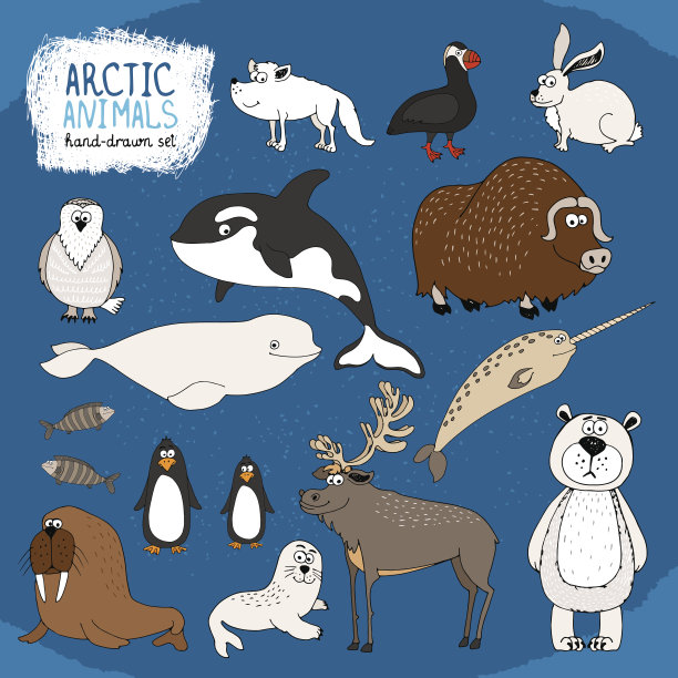一套手绘的北极动物图片下载