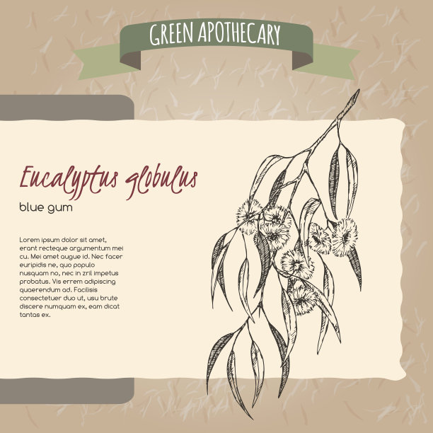 蓝桉又名蓝色桉树素描。图片下载