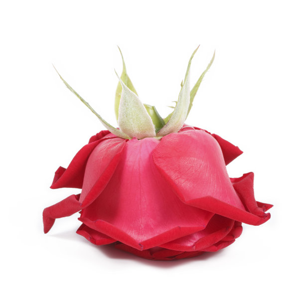 颠倒红玫瑰孤立在白色图片下载