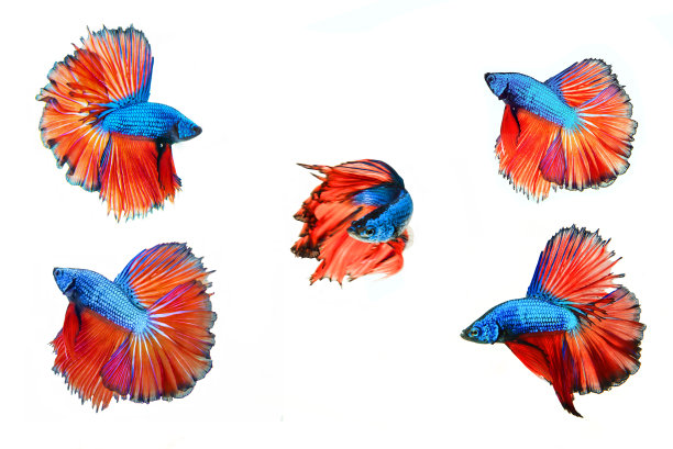 暹罗斗鱼图片下载