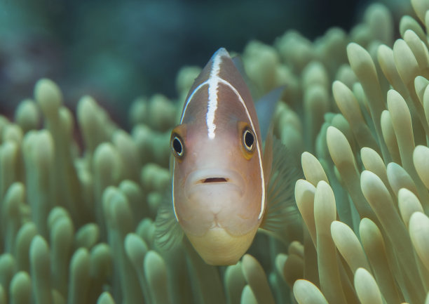 粉红色的臭鼬小丑鱼图片下载