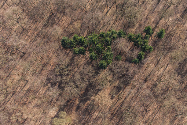 森林鸟瞰图图片下载
