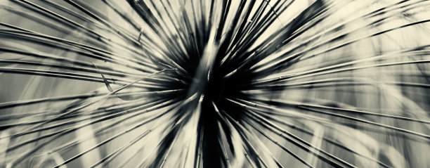 纸莎草纸图片下载