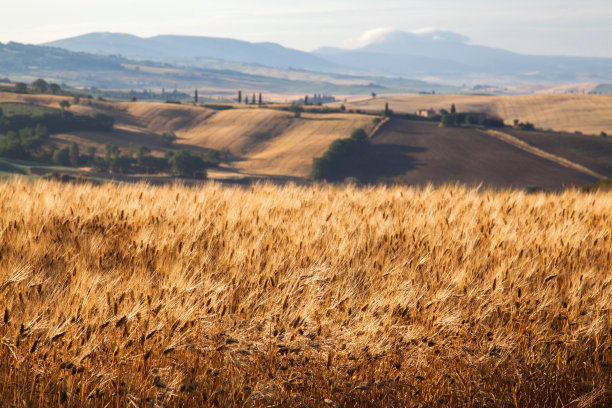 金色的田野图片下载