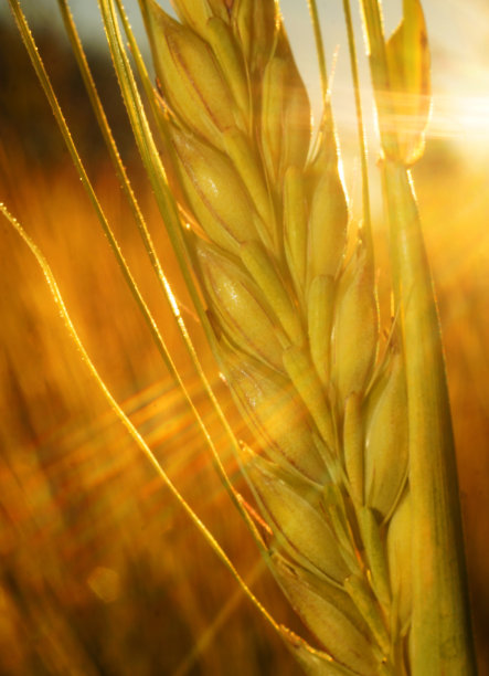 黑麦穗子在夕阳光线下特写图片下载