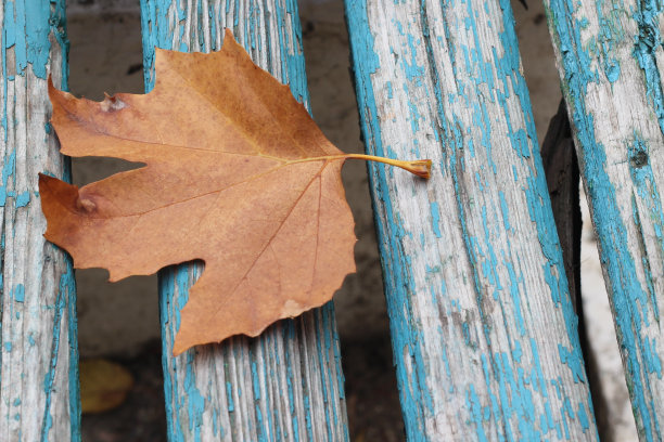 蓝色长凳上的枫叶图片下载