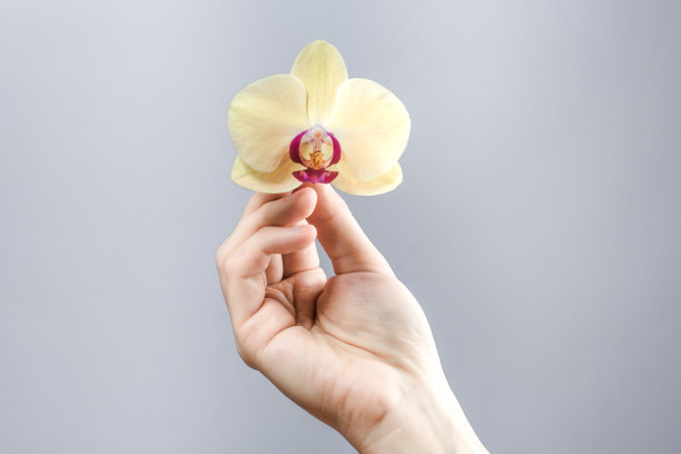 手握兰花的特写图片下载