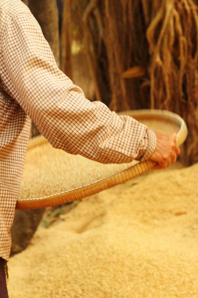 农场工人正在托盘里弹米。图片下载