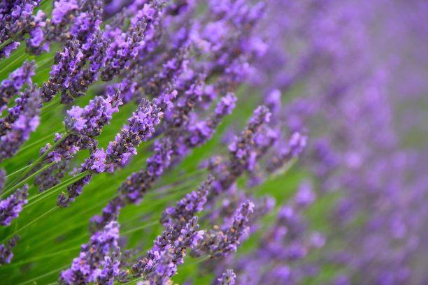 薰衣草花图片下载
