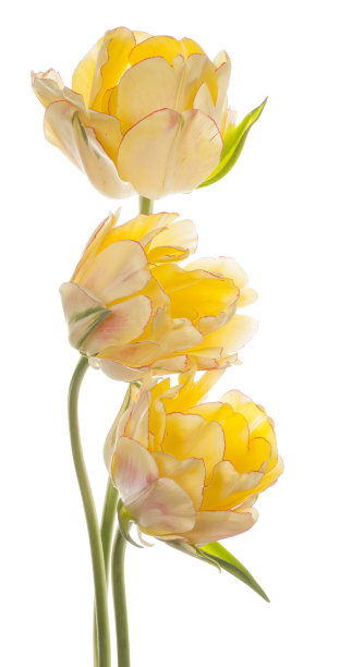 郁金香图片下载