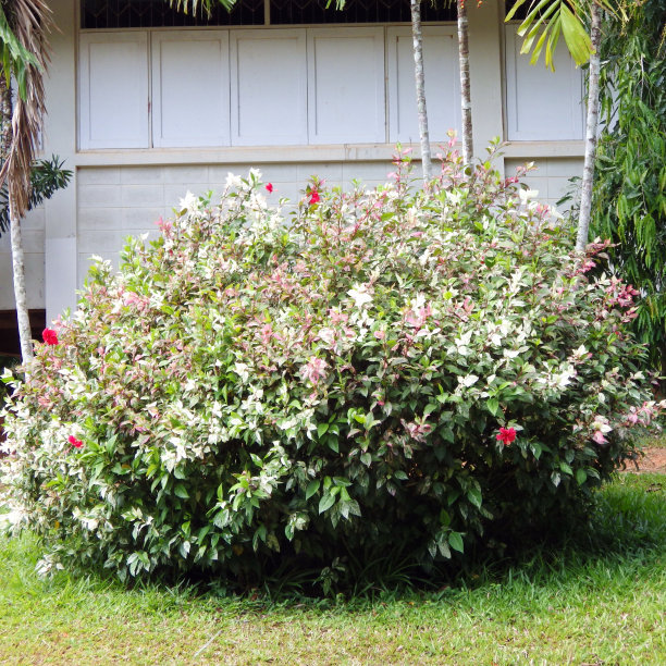 chainese玫瑰图片下载