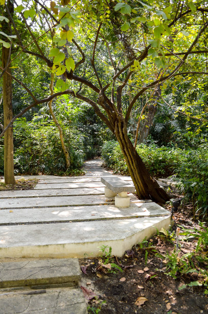 自然花园中的水泥栈道图片下载