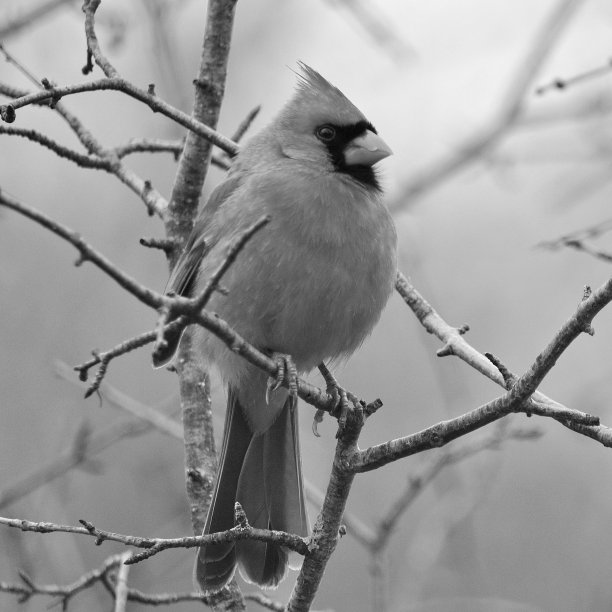 雄性红衣主教栖息-稳稳图片下载