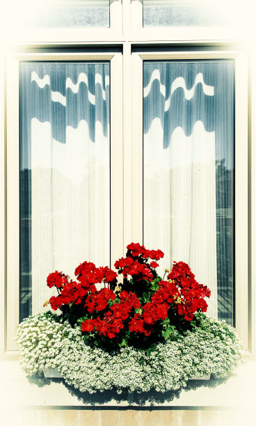 鲜花和窗户图片下载