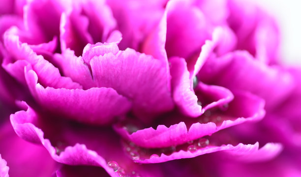 柔焦美丽的紫色花朵图片下载