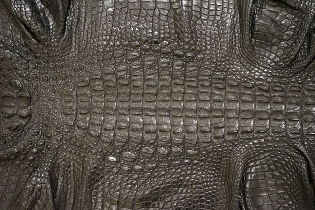 鳄鱼皮。图片下载