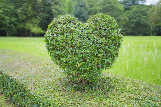 心形的树。图片下载