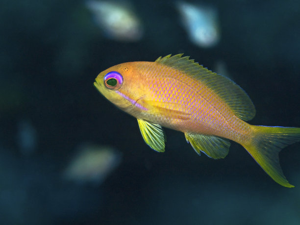 珠宝仙女鲈图片下载