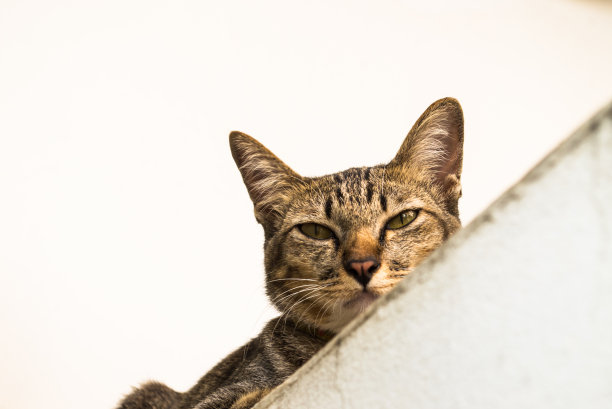 墙上的猫图片下载