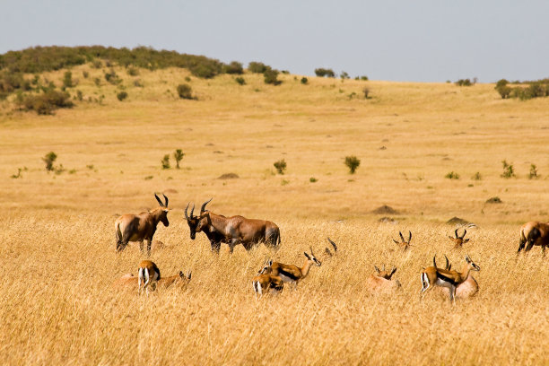 红色的大羚羊图片下载