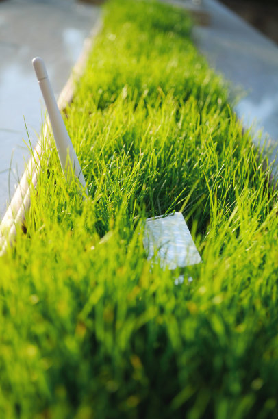 绿草中的USB Wi - Fi适配器图片下载