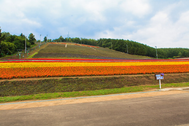 美丽的花在choi薰衣草农场，富兰野北道日本图片下载