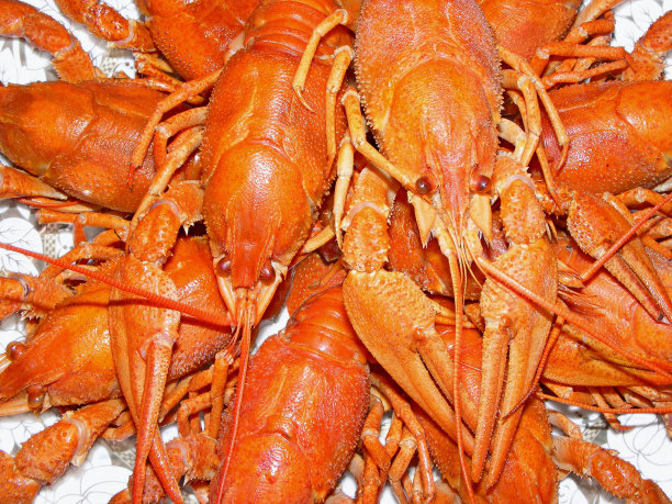 癌症,龙虾图片下载