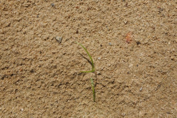 土壤上的小草图片下载