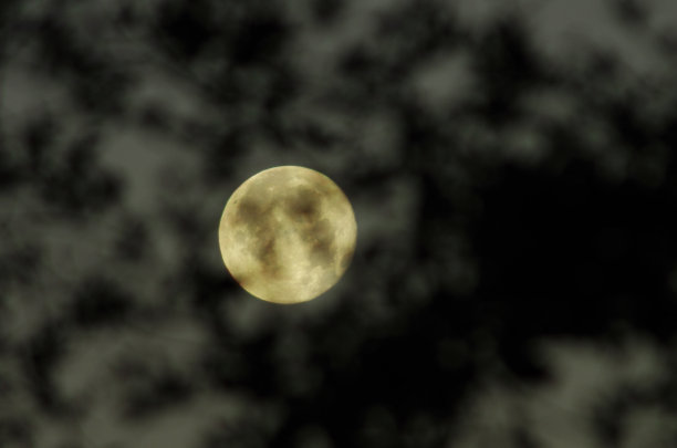 满月穿过树枝图片下载