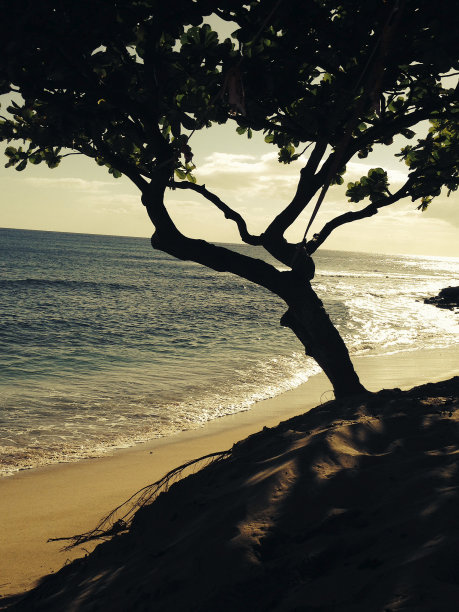 夏威夷的树木和海滩图片下载