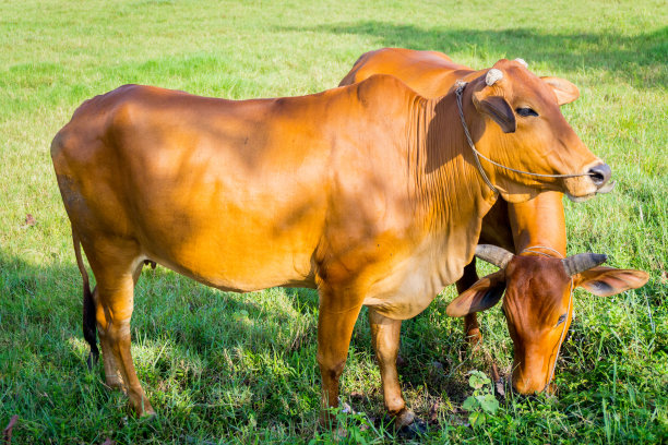 奶牛在绿色新鲜的田野里图片下载